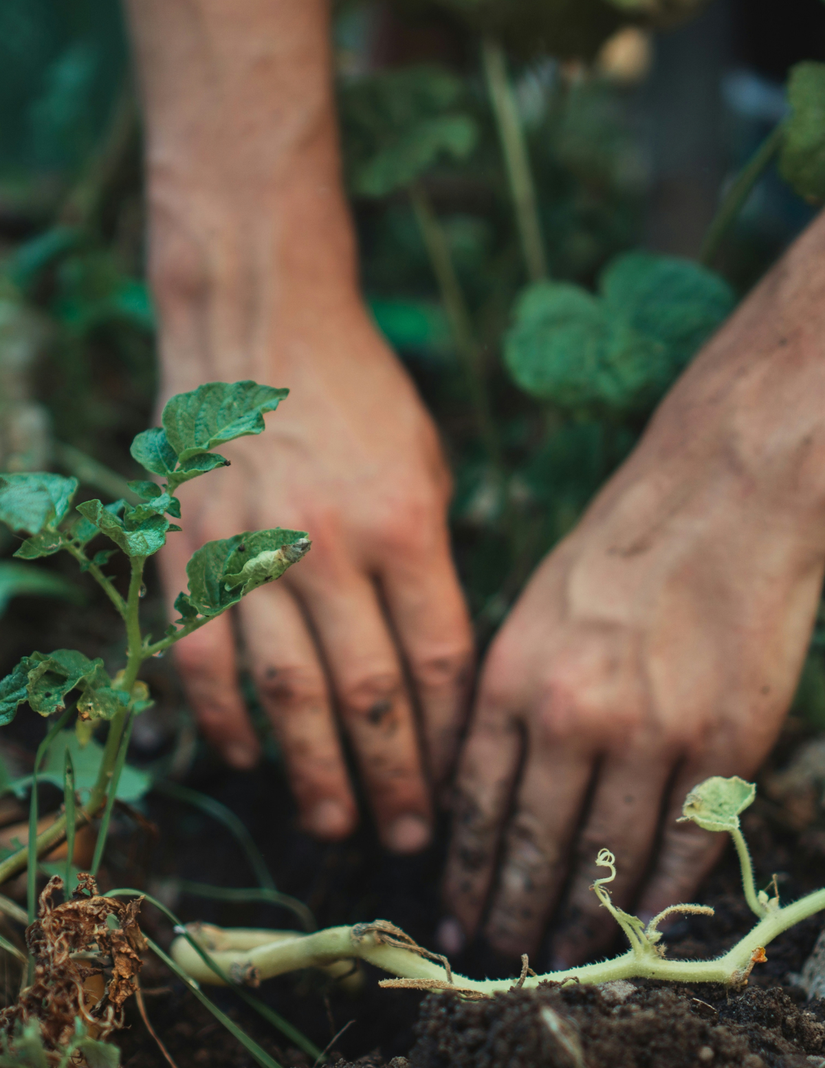 Garden Mindset: A 4-Part Hands-On Garden Series