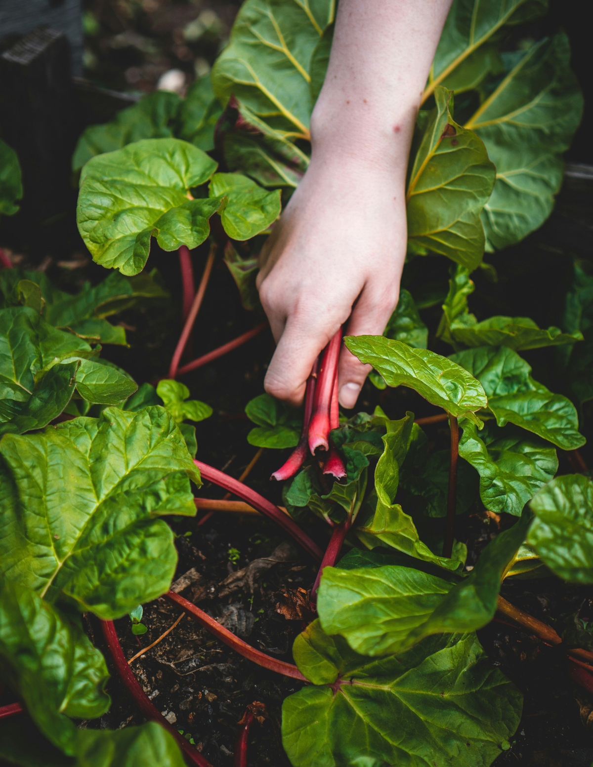 Garden Mindset - Part 3: Continue With the Seasons