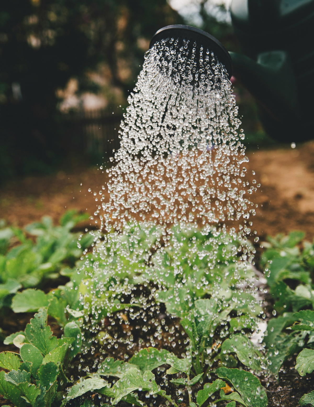 Garden Mindset - Part 1: Understand Your Place