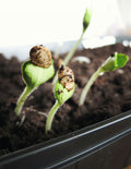 Seed Starting Class 101