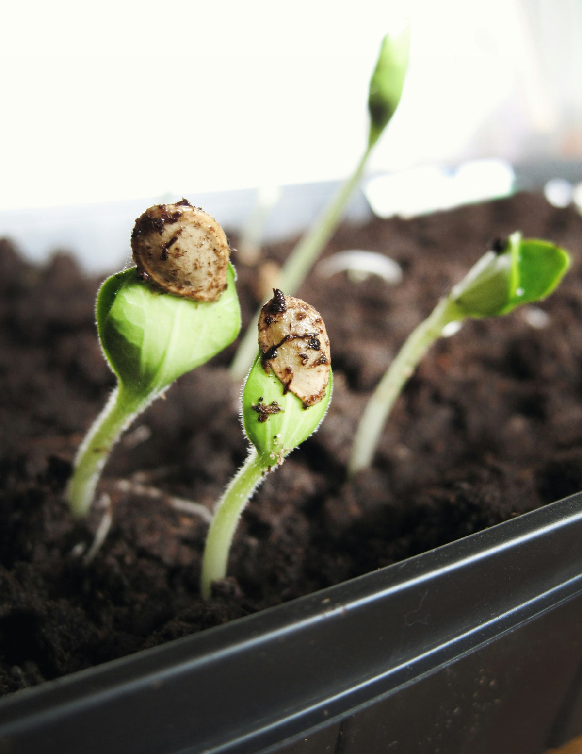 Seed Starting Class 101